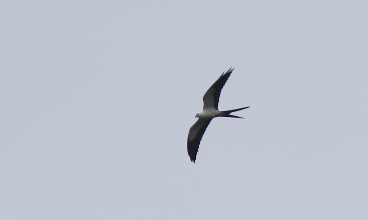 Swallow-tailed Kite - ML207000621