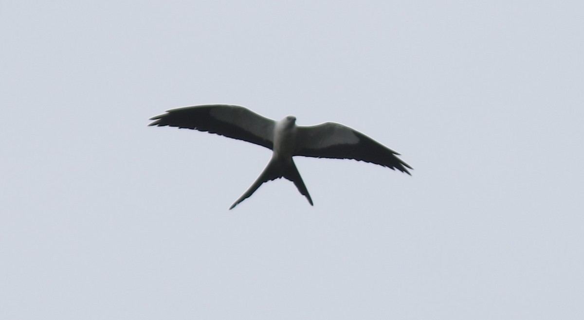 Swallow-tailed Kite - ML207000641