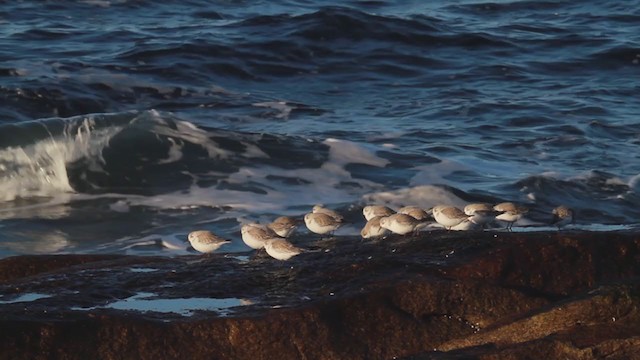 Bécasseau sanderling - ML207001601