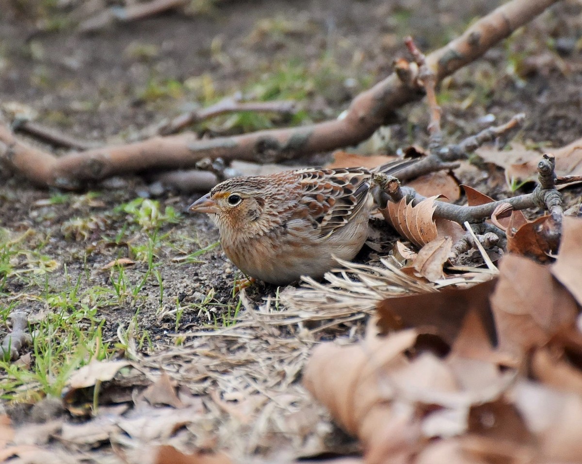 Grasshopper Sparrow - ML207001691