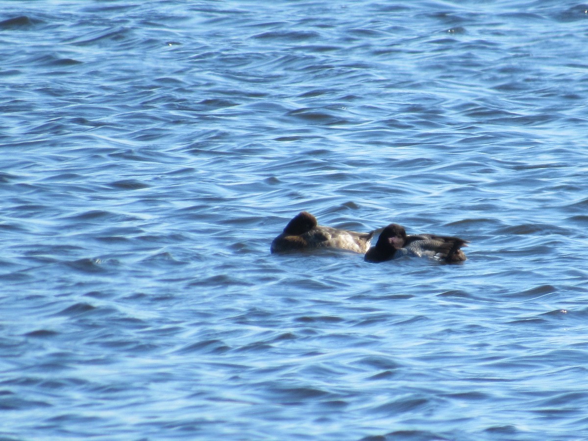 Greater Scaup - ML207001701