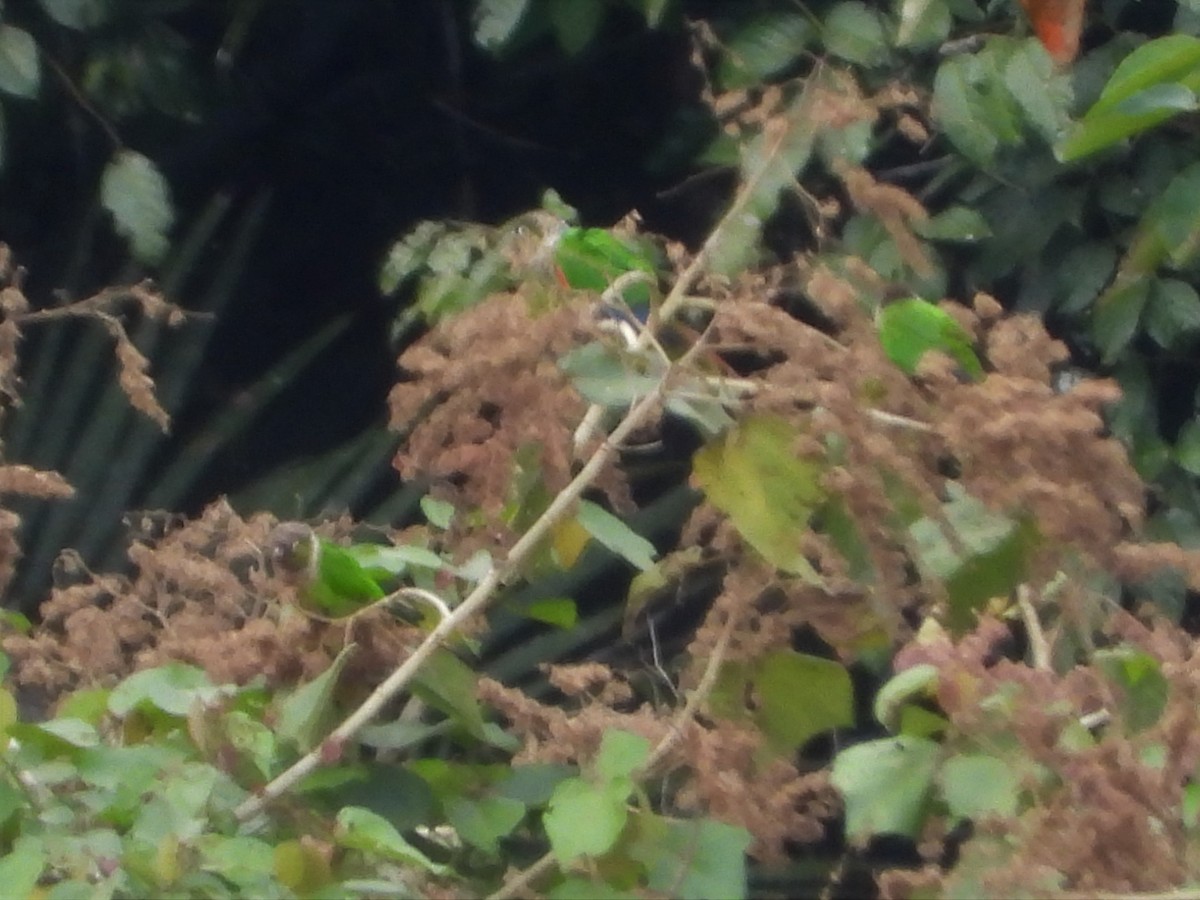 Maroon-tailed Parakeet - ML207001951