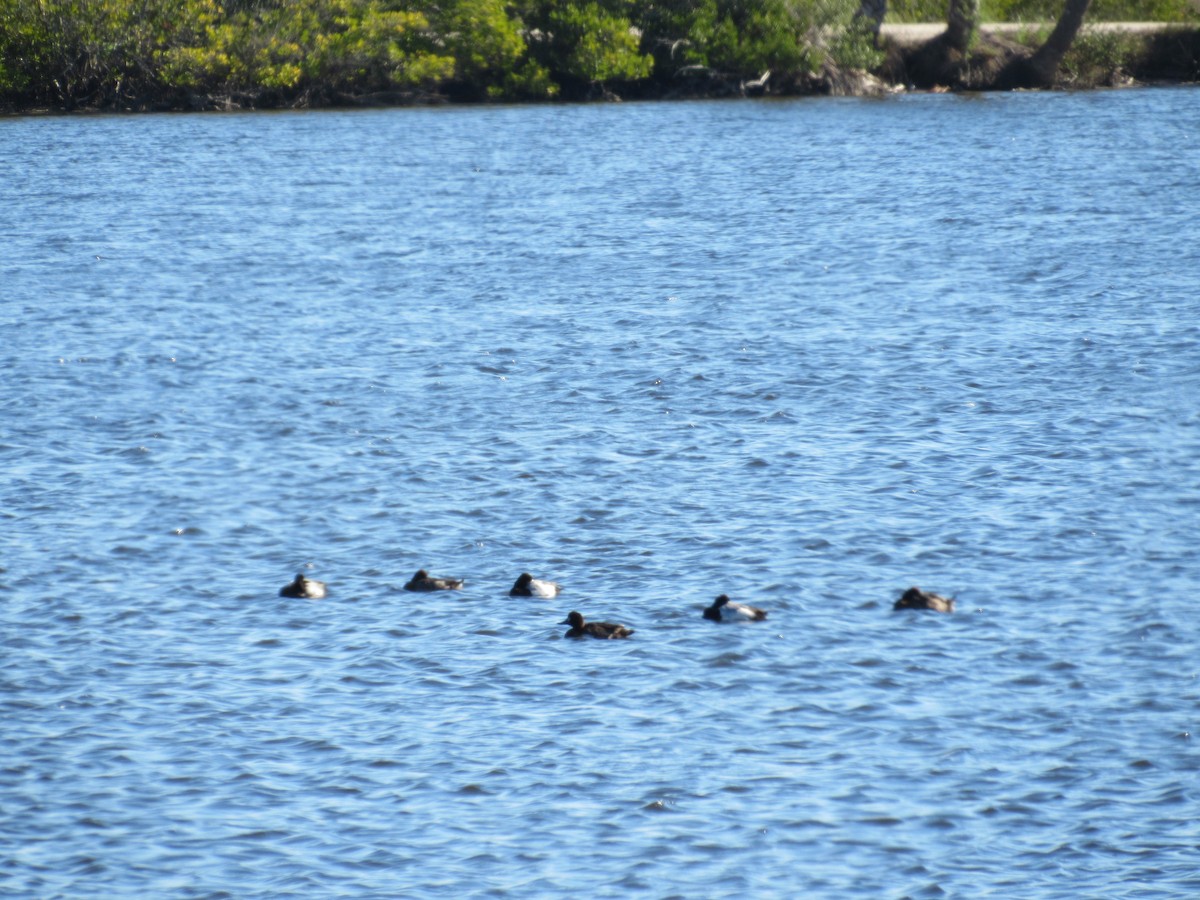 Greater Scaup - ML207002001