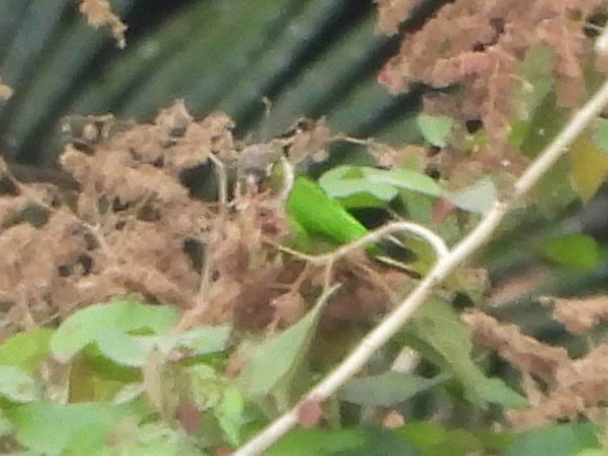 Maroon-tailed Parakeet - ML207002061