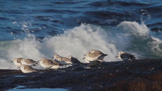 Bécasseau sanderling - ML207002451