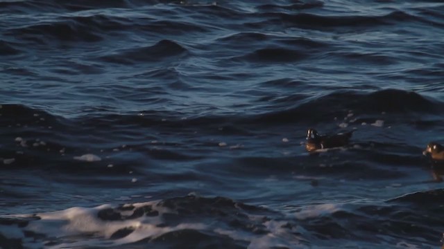 Harlequin Duck - ML207003031