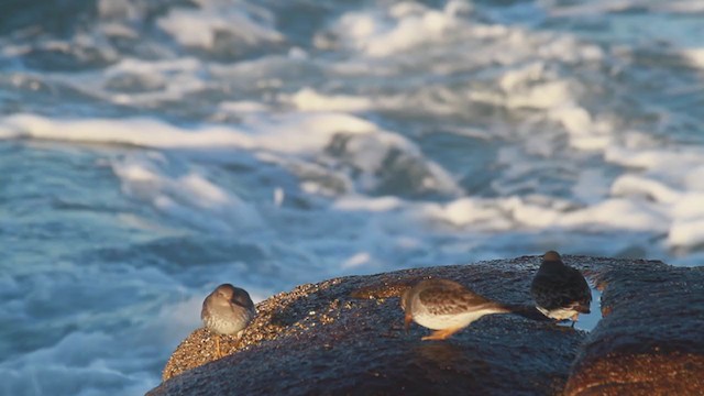 Purple Sandpiper - ML207003821