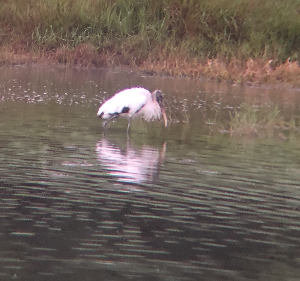 Wood Stork - ML207004241