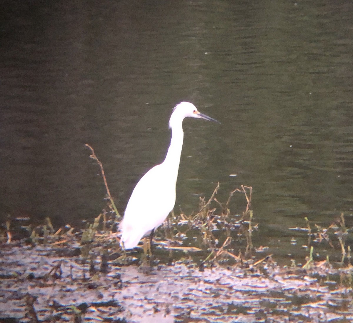 Snowy Egret - ML207004511