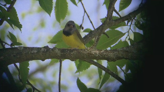 Mourning Warbler - ML207004611