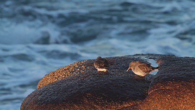 Purple Sandpiper - ML207005901