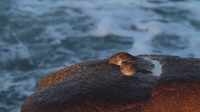 Purple Sandpiper - ML207006721