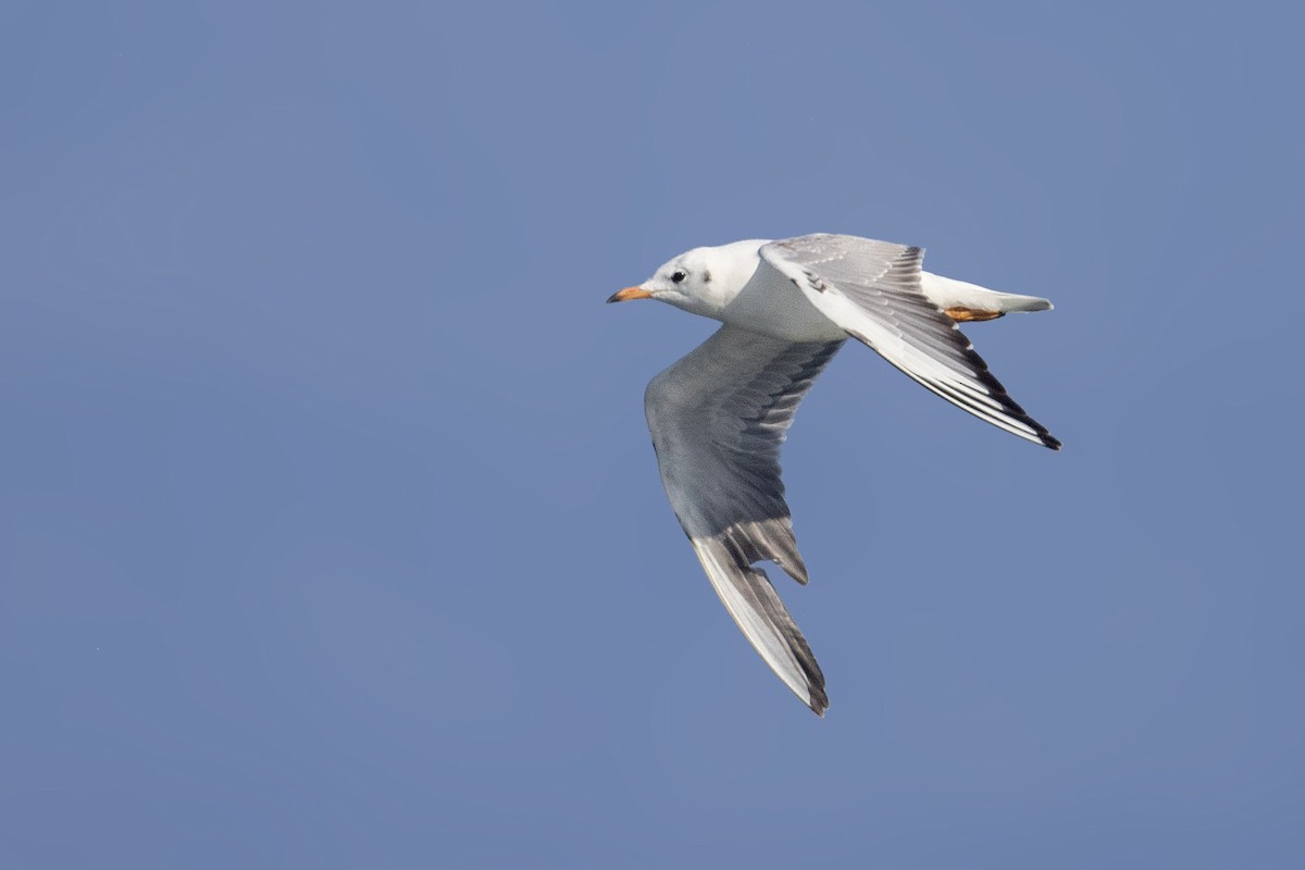 Black-headed Gull - ML207007271