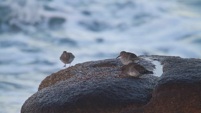 Purple Sandpiper - ML207007601