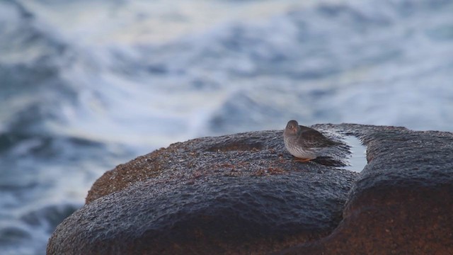 Purple Sandpiper - ML207008341