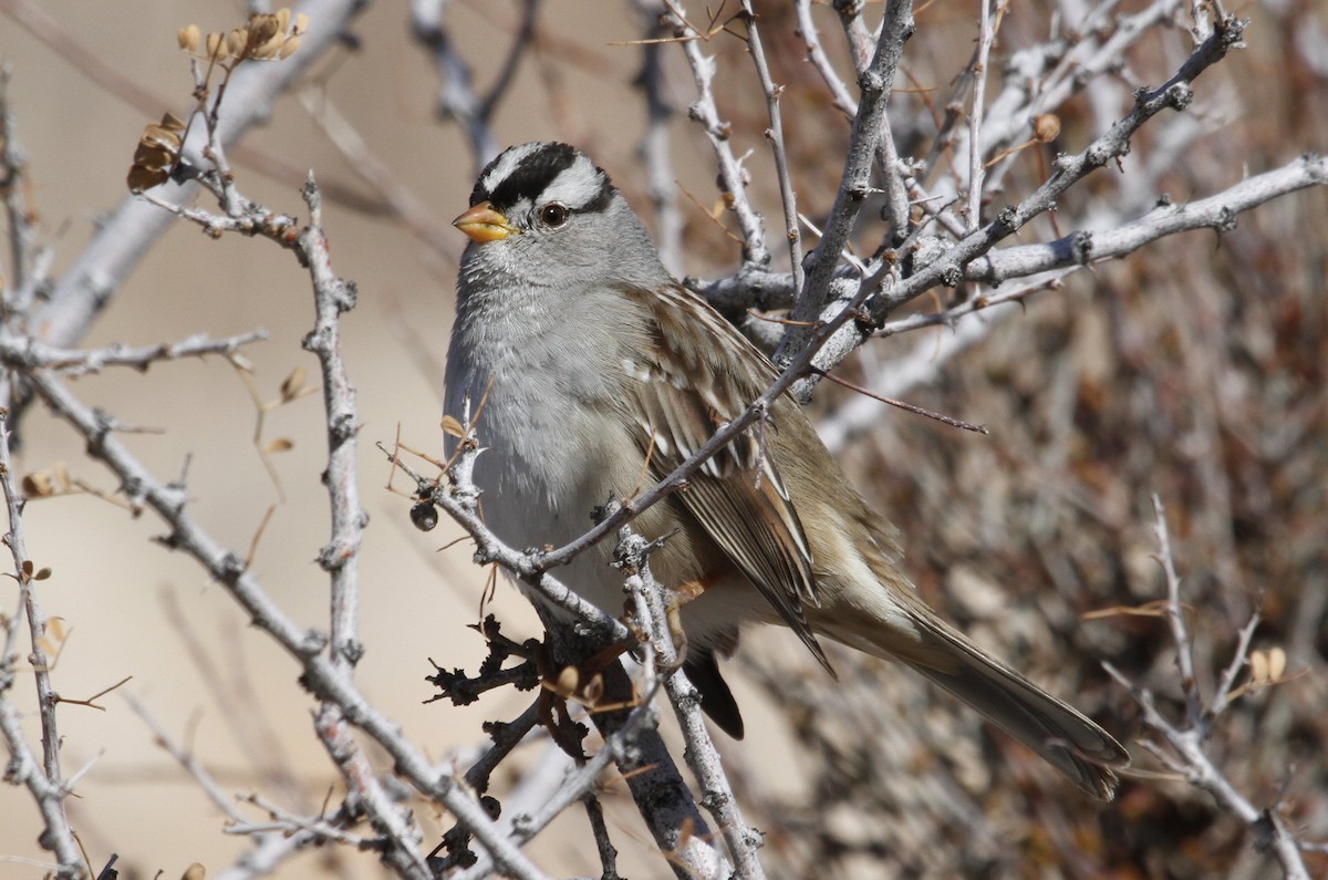 White-crowned Sparrow - ML207008621