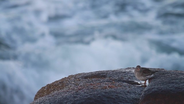 Purple Sandpiper - ML207008771