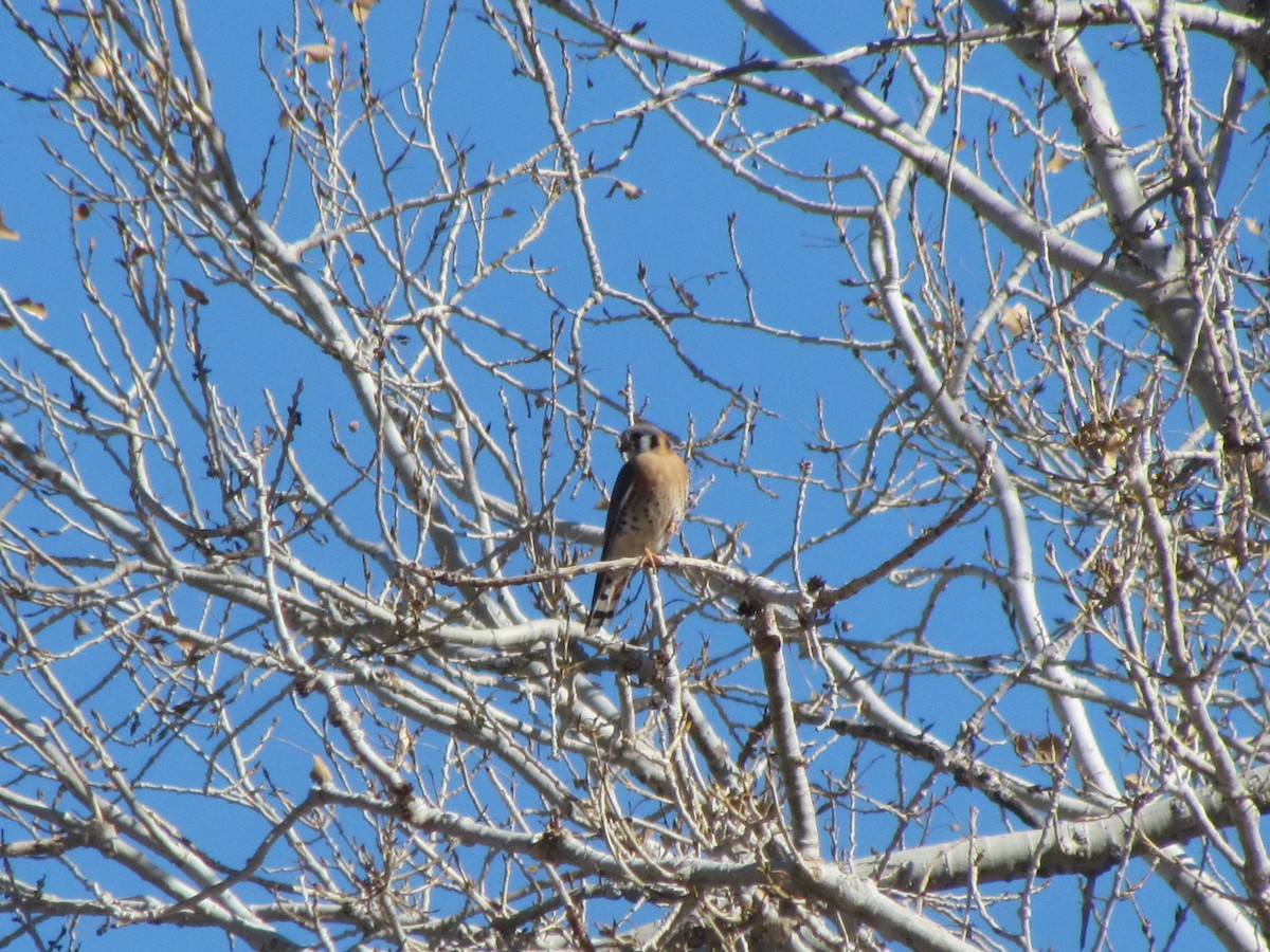 American Kestrel - ML207010601