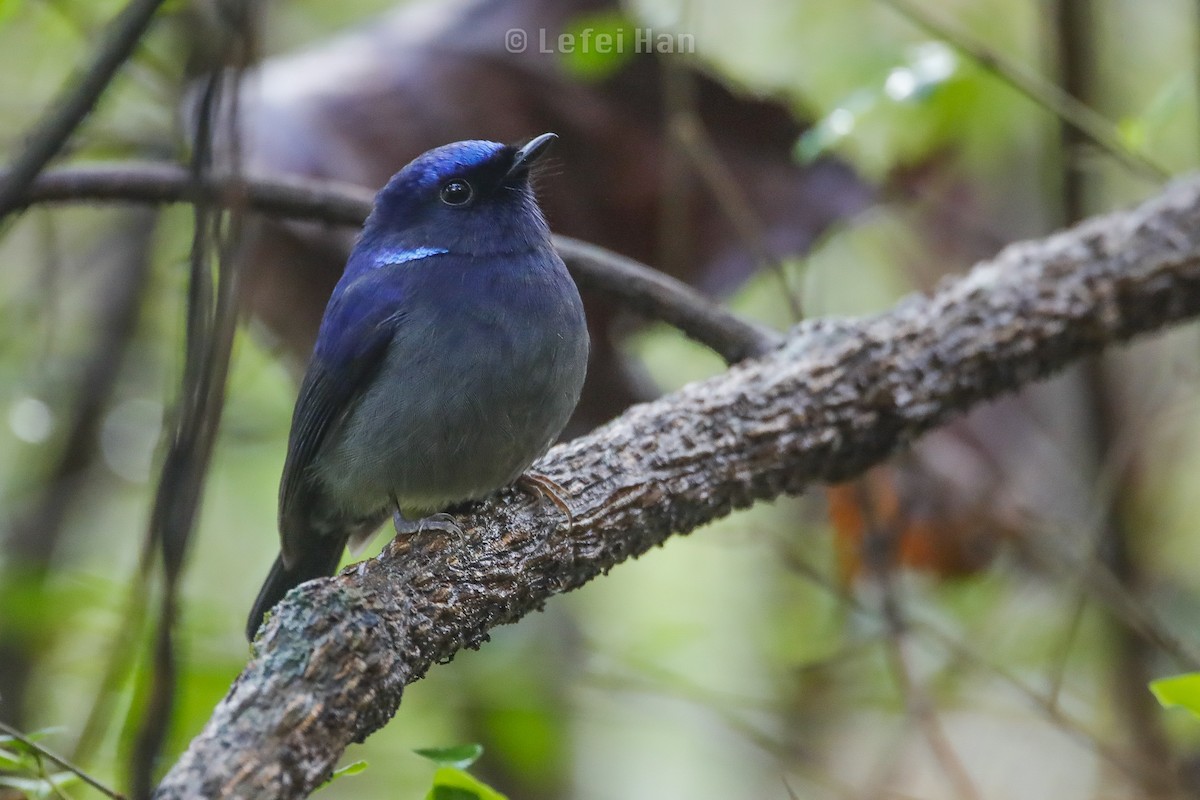 Feenblauschnäpper - ML207013171