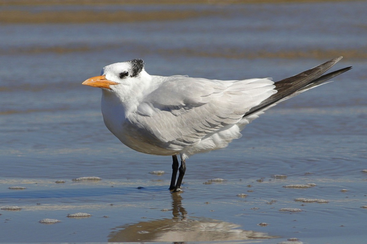 Royal Tern - ML207013421