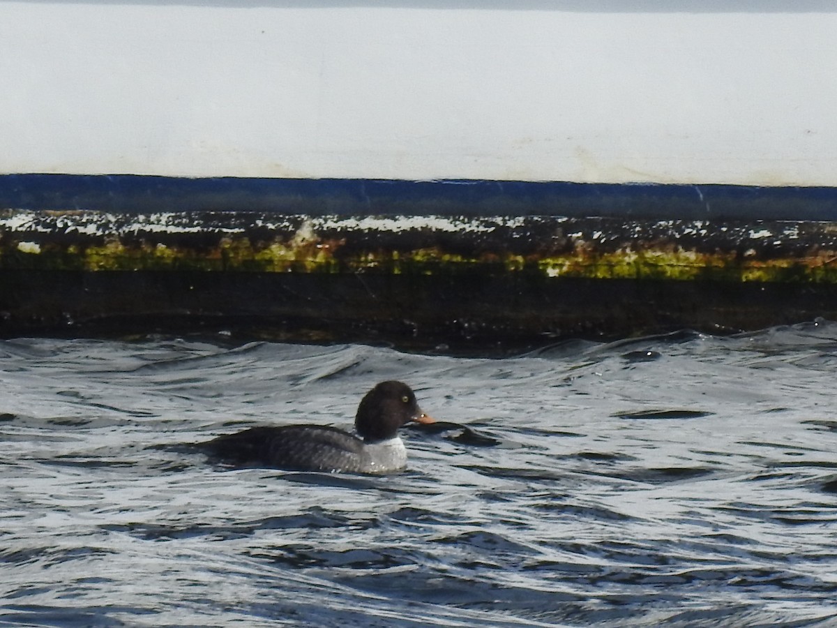 Barrow's Goldeneye - ML207014261