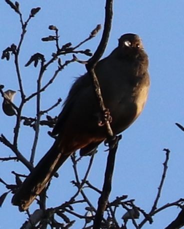 California Towhee - ML207018371