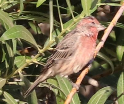 House Finch - ML207018561