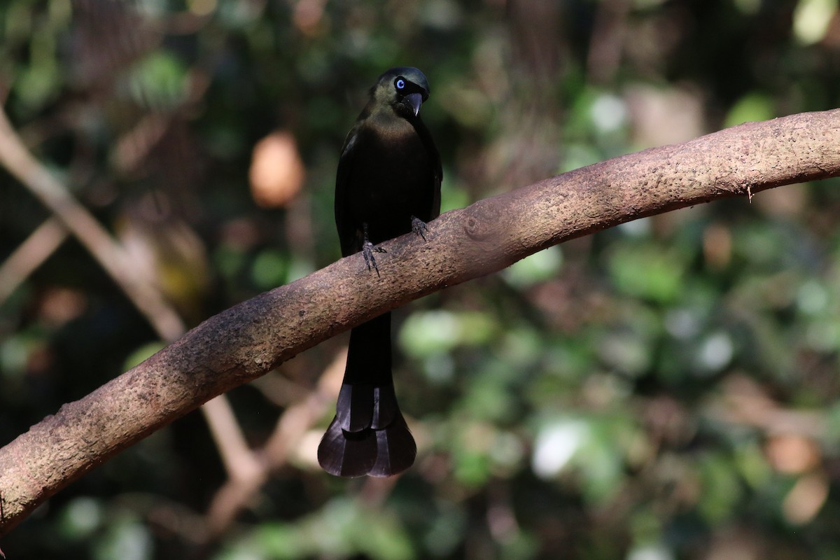 Racket-tailed Treepie - ML207019131