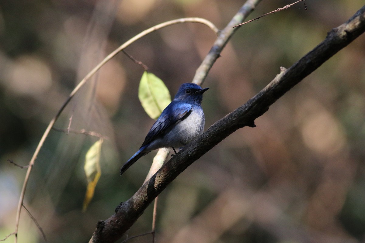 Hainan Blue Flycatcher - ML207019571