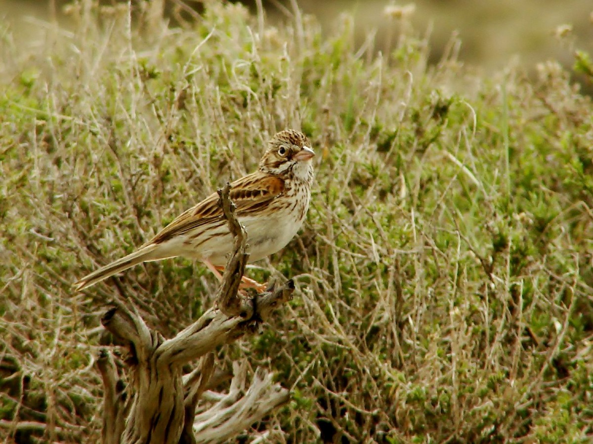 Vesper Sparrow - Tim Shortell