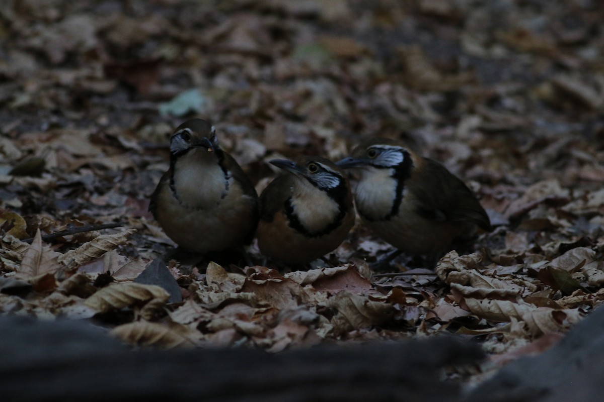 Greater Necklaced Laughingthrush - ML207019741