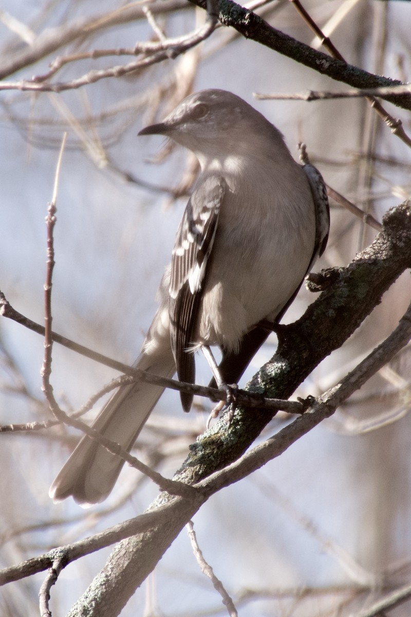 Northern Mockingbird - ML20701981