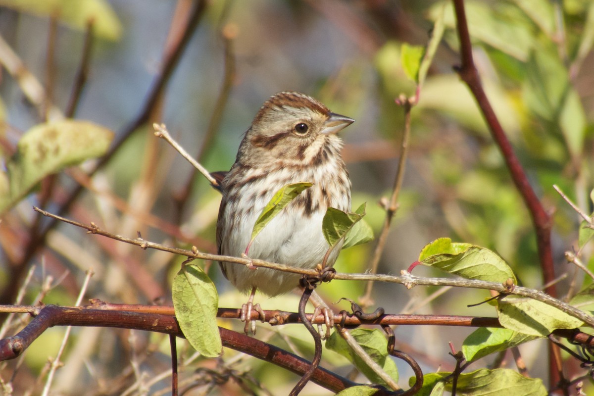 Song Sparrow (melodia/atlantica) - ML20701991