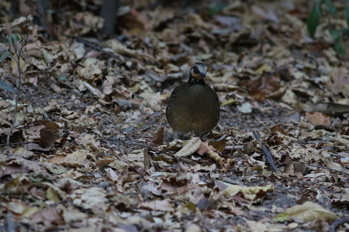 Bar-backed Partridge - ML207020111