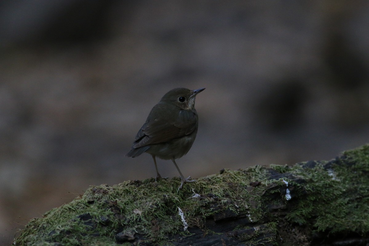 Siberian Blue Robin - ML207020271