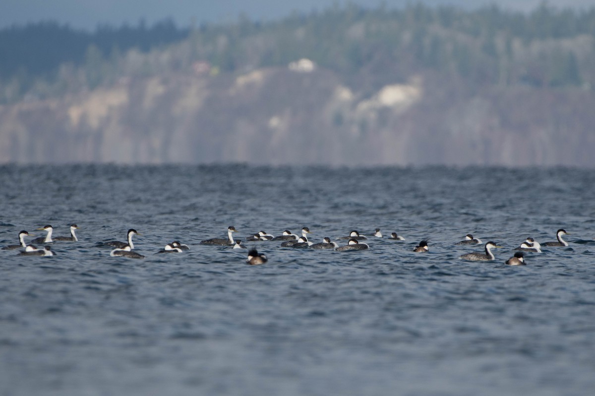 Western Grebe - ML207020371