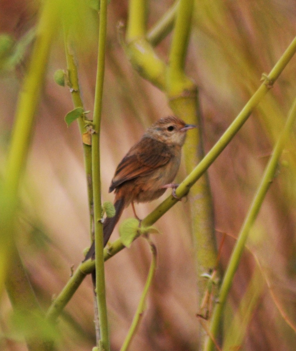 Burmese Prinia - ML207020721