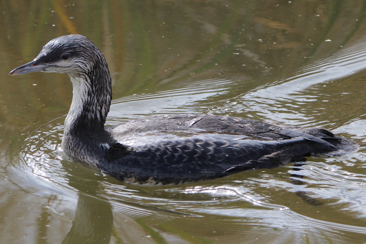 Pacific Loon - Greg & Pam Nelson