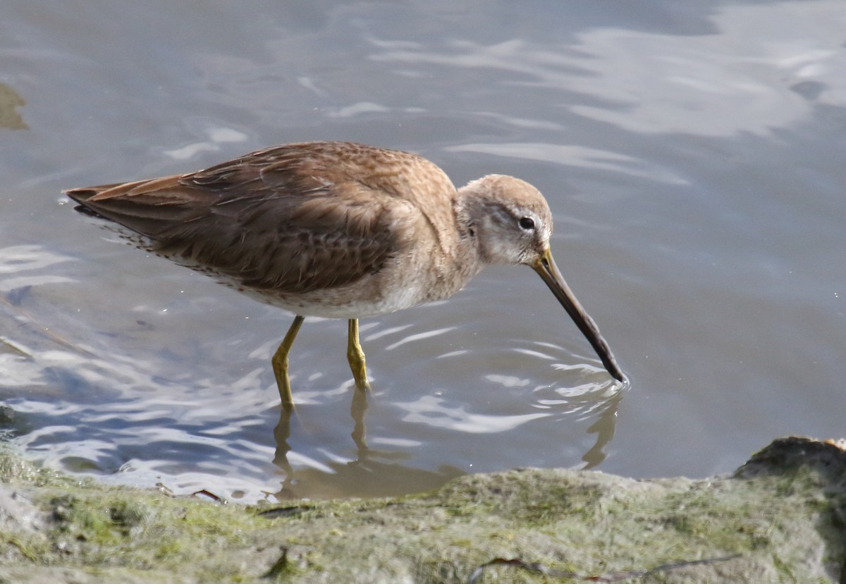 Long-billed Dowitcher - ML207021741