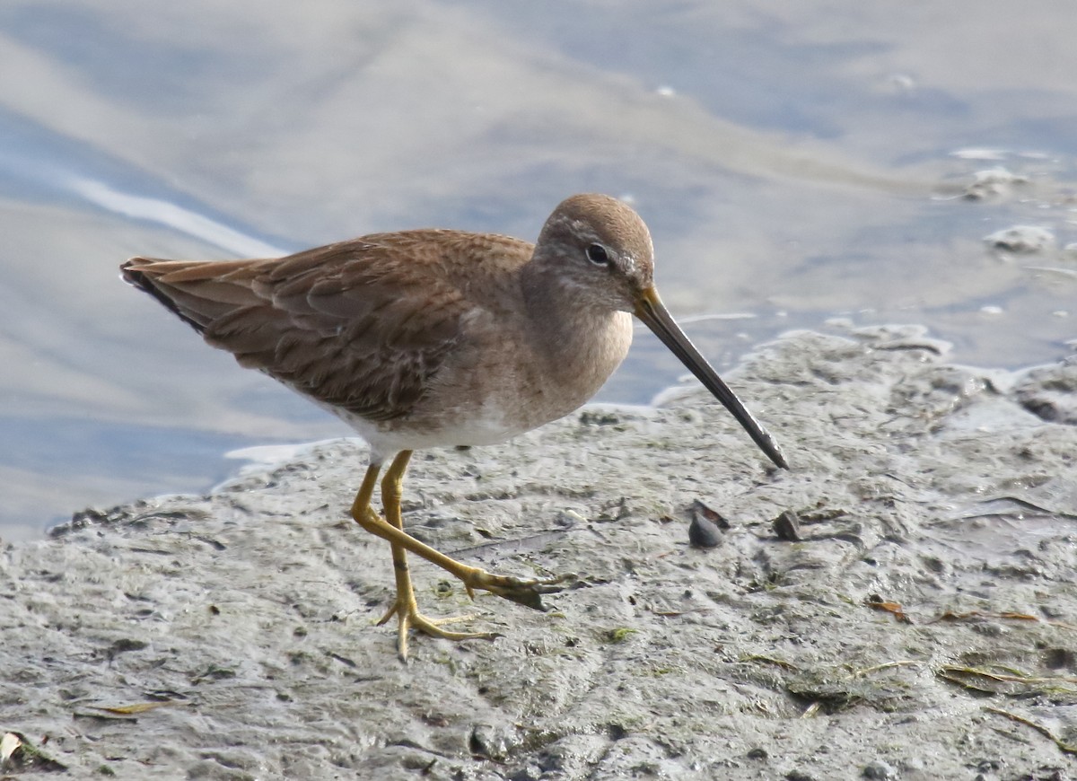 Long-billed Dowitcher - ML207021751