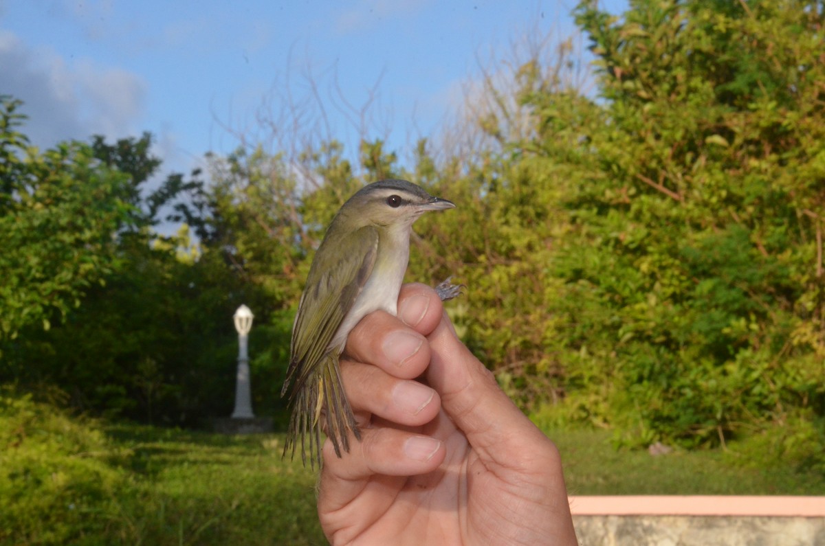 rødøyevireo - ML20702201