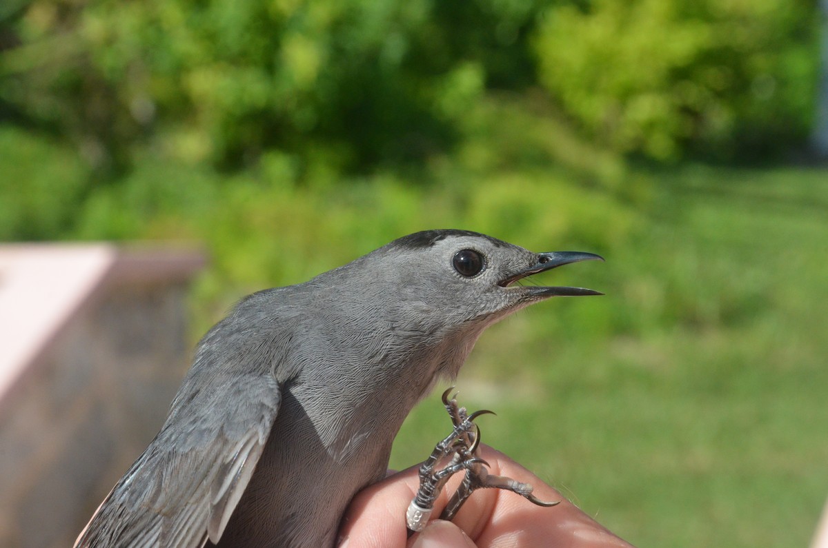 kattespottefugl - ML20702231