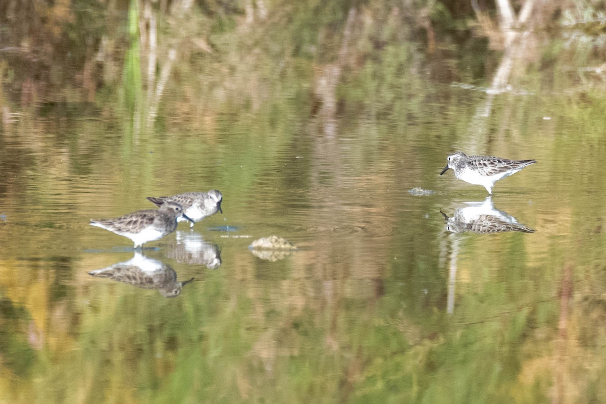 Least Sandpiper - ML207022671