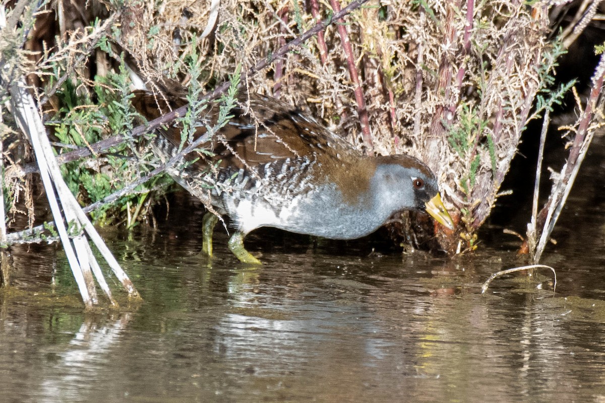 Polluela Sora - ML207022861