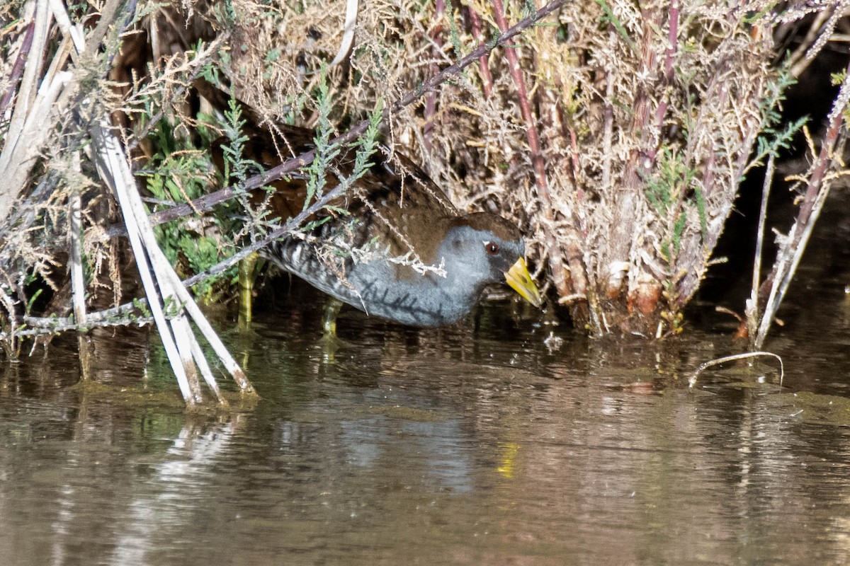 Polluela Sora - ML207022871