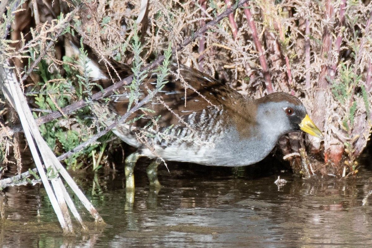 Polluela Sora - ML207022881