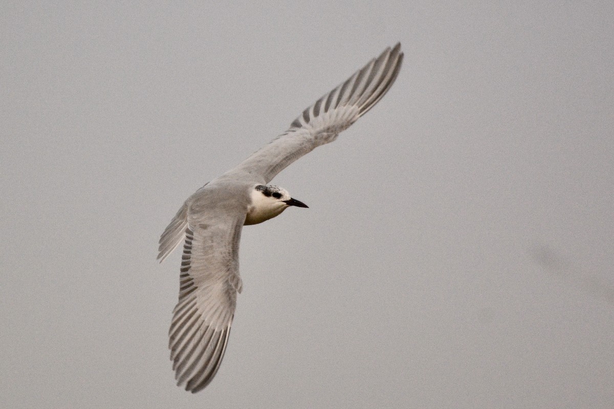 Whiskered Tern - ML207023061