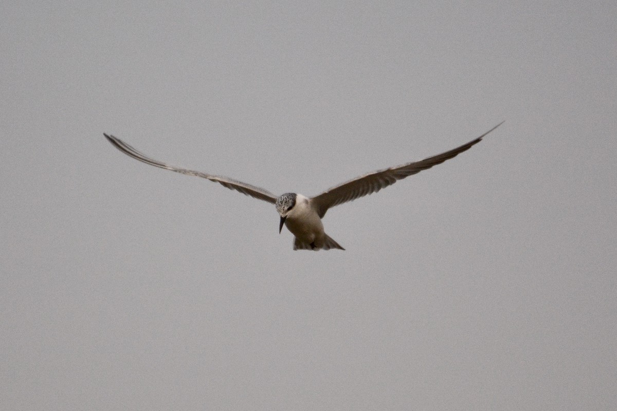 Whiskered Tern - Jenna McCullough