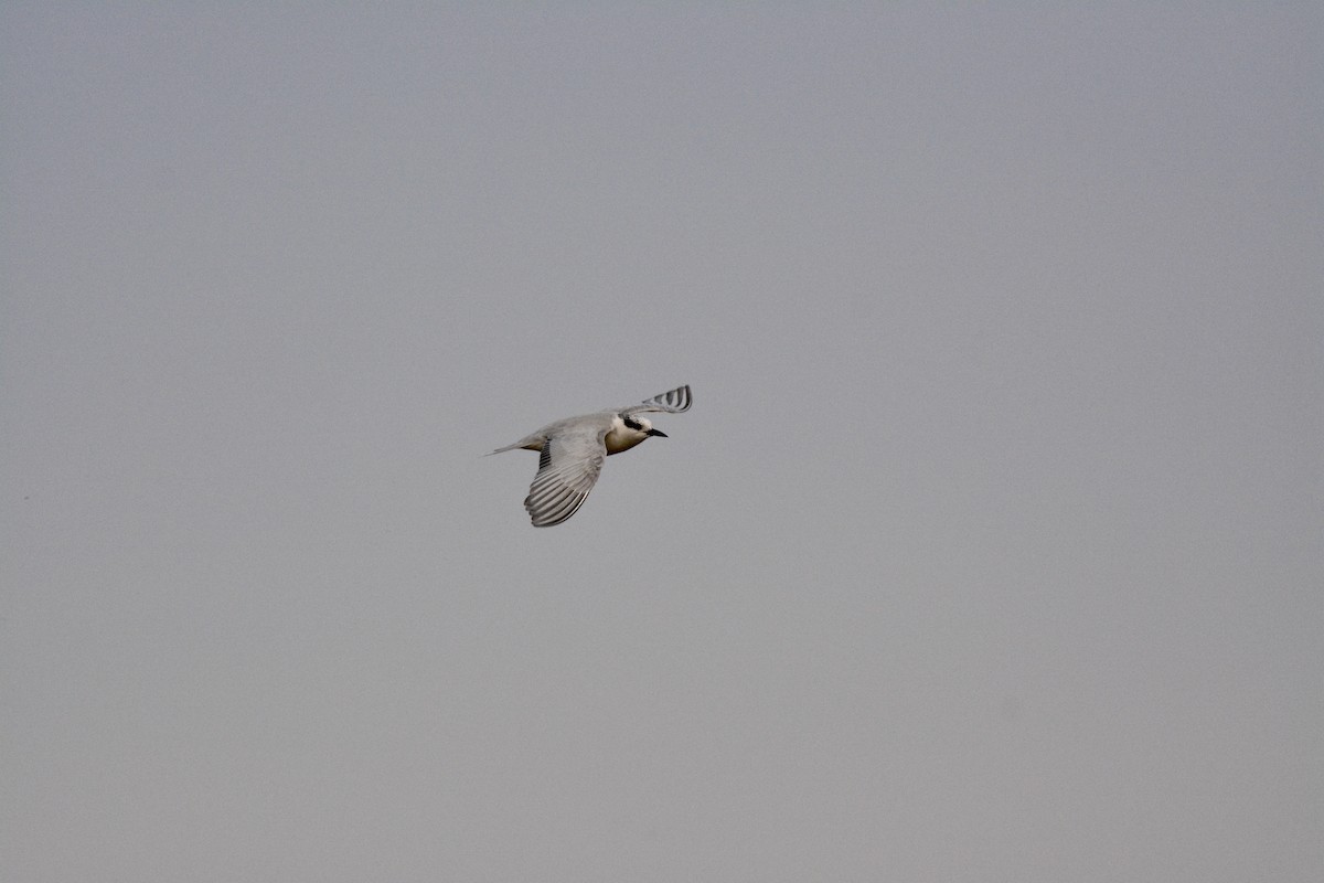 Whiskered Tern - ML207023211