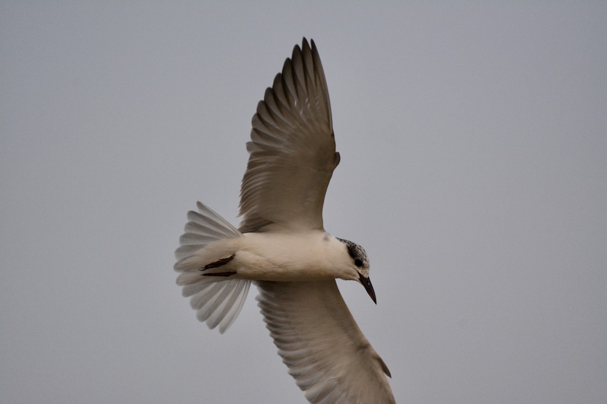 Whiskered Tern - ML207023291